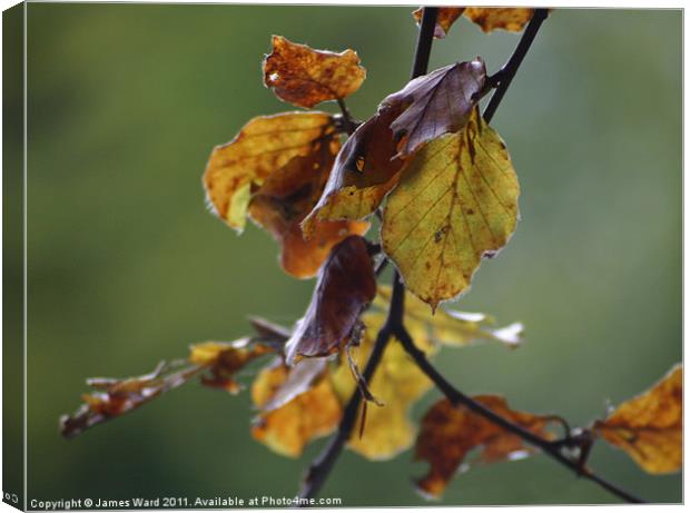 Autumnal leaves Canvas Print by James Ward