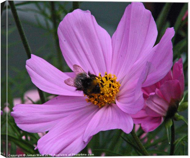 Bee on a Cosmos Canvas Print by James Ward