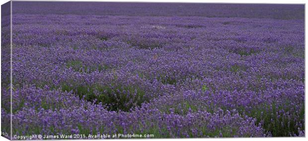 Lavender Field 5 Canvas Print by James Ward