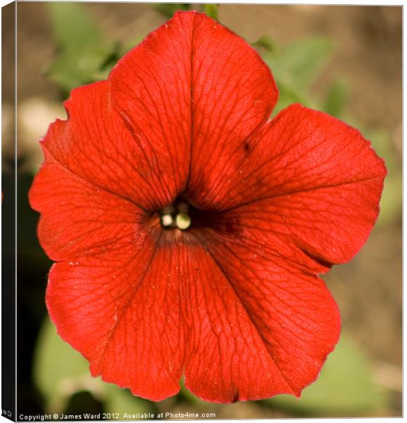 Red Petunia Canvas Print by James Ward