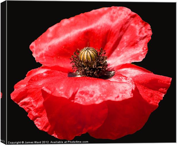 Remembrance Poppy Canvas Print by James Ward
