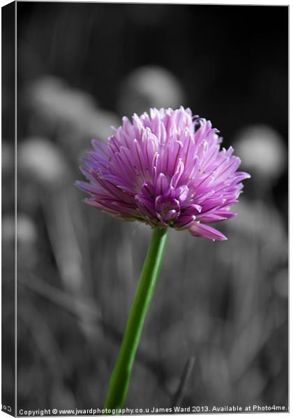Flowering Chives Canvas Print by James Ward