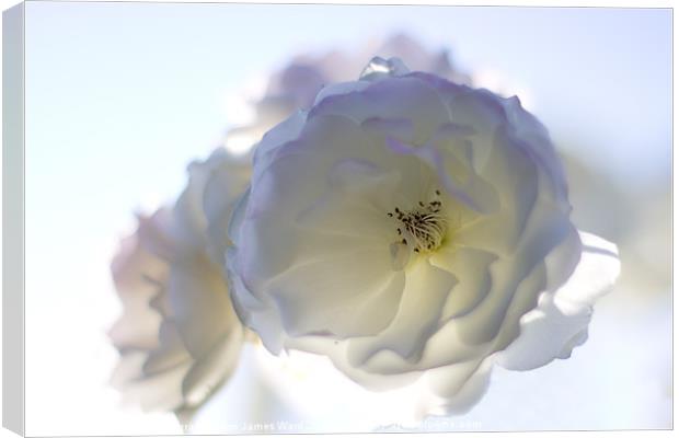Soft White Rose Canvas Print by James Ward