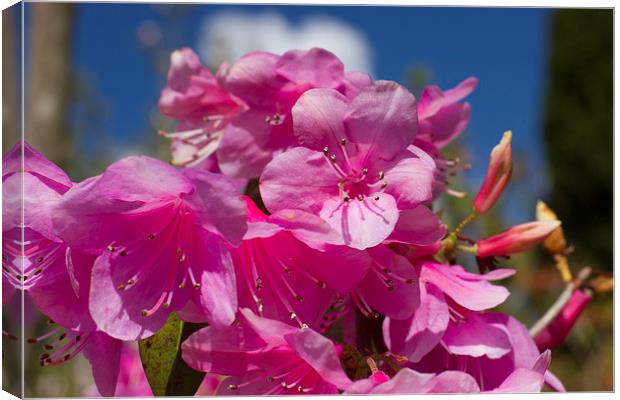Pink Rhododendron Canvas Print by James Ward