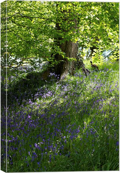 Bluebells in Wales Canvas Print by James Ward