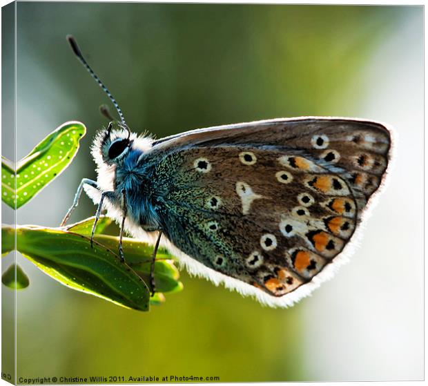 Rim-Lit Silver Studded Blue Butterfly Canvas Print by Christine Johnson