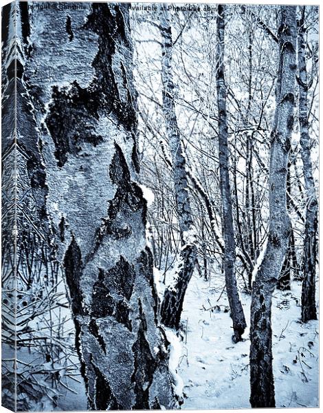 Snowy Silvery Birch Canvas Print by Christine Johnson