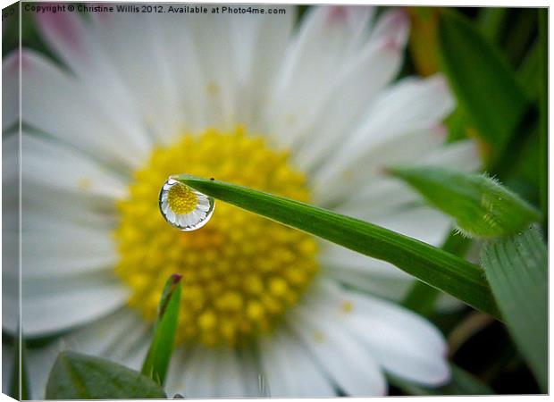 Fresh as a Daisy Canvas Print by Christine Johnson