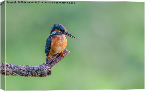 Perched Kingfisher Canvas Print by Christine Johnson