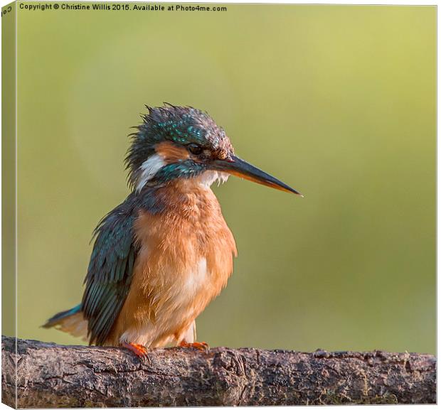  Poised Kingfisher Canvas Print by Christine Johnson