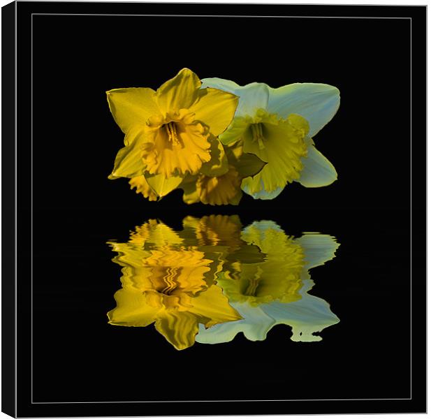 Daffodil Reflections Canvas Print by John Ellis