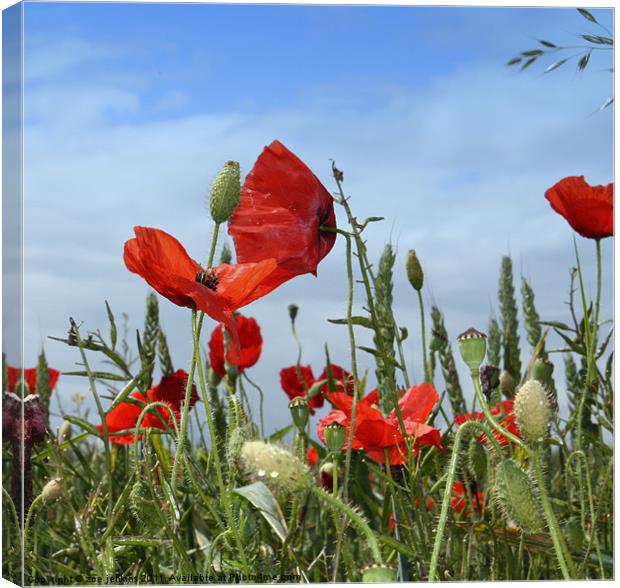 Poppies and Corn Canvas Print by zoe jenkins