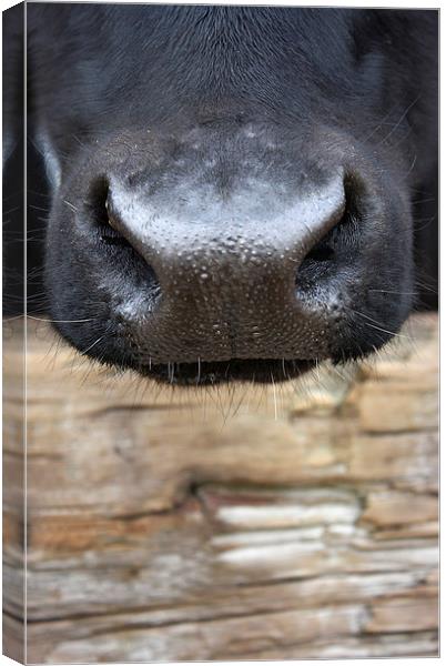 Nosey Cow Canvas Print by zoe jenkins