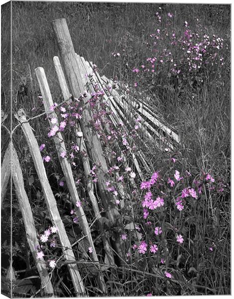 Fallen Fence Canvas Print by Stephen Wakefield