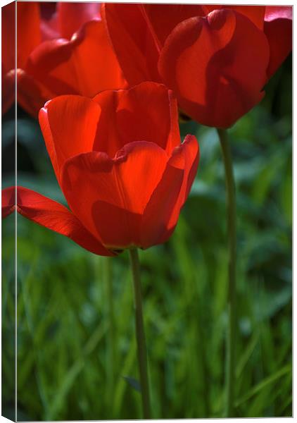 Tulip into light Canvas Print by Stephen Wakefield