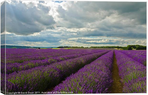 Lavender Lines Canvas Print by David Dean