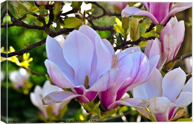 Magnolia in bud Canvas Print by Kelvin Futcher 2D Photography