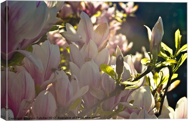 Magnolia in Bloom Canvas Print by Kelvin Futcher 2D Photography