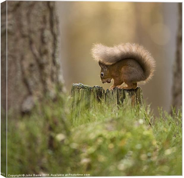 Red Squirrel Canvas Print by John Barrie
