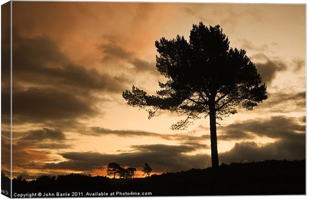 Silhouette Trees Canvas Print by John Barrie
