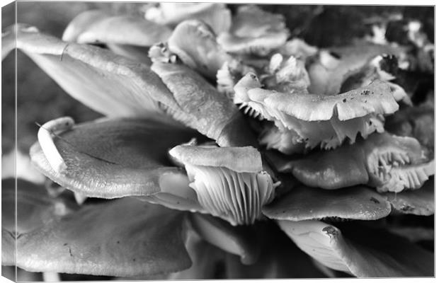 A mushroom mess Canvas Print by Beth Hartley