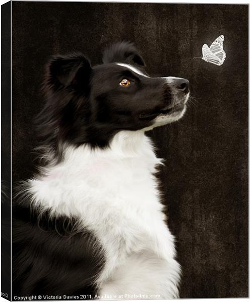 Border Collie with Butterfly Canvas Print by Victoria Davies