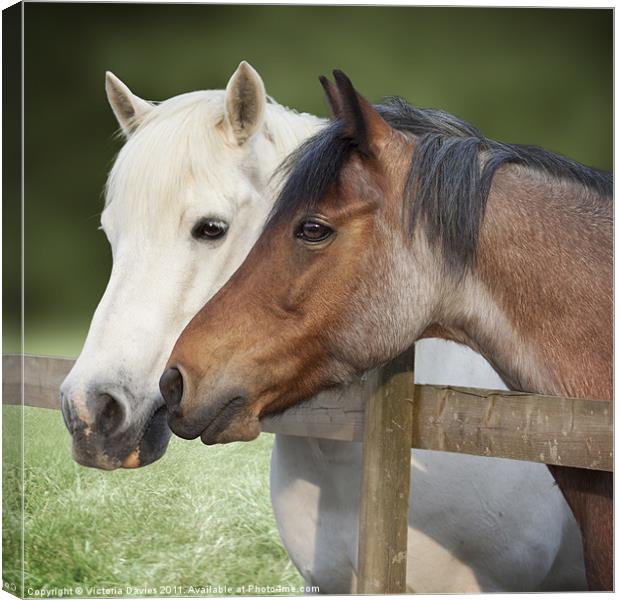 Two Ponies at the Fence Canvas Print by Victoria Davies