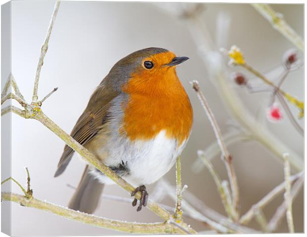 Winter Robin Canvas Print by Andrew Haynes
