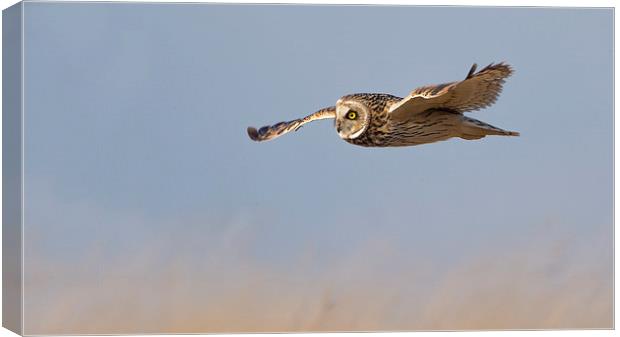Short Eared Owl Canvas Print by Andrew Haynes