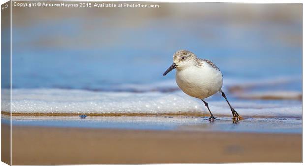  Sanderling Canvas Print by Andrew Haynes