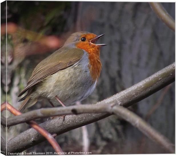 Robin Canvas Print by Scott Thomson