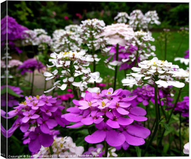 Flowers Canvas Print by Scott Thomson