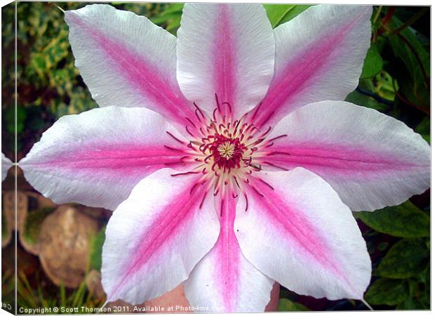 Giant clematis flower Canvas Print by Scott Thomson