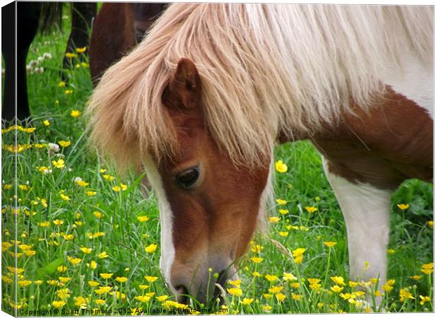 Horse Canvas Print by Scott Thomson