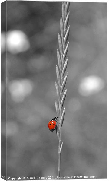 Ladybird in all her Glory Canvas Print by Russell Deaney