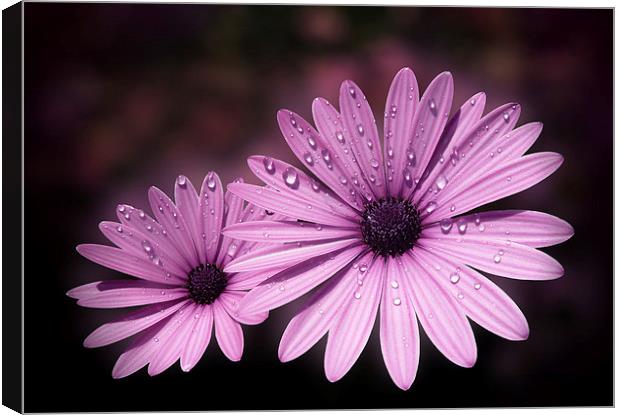 Dew drops on Daisies Canvas Print by Valerie Anne Kelly