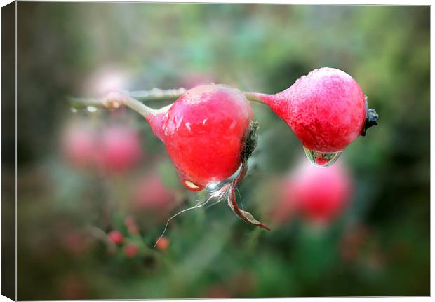 Rosehip syrup Canvas Print by Valerie Anne Kelly