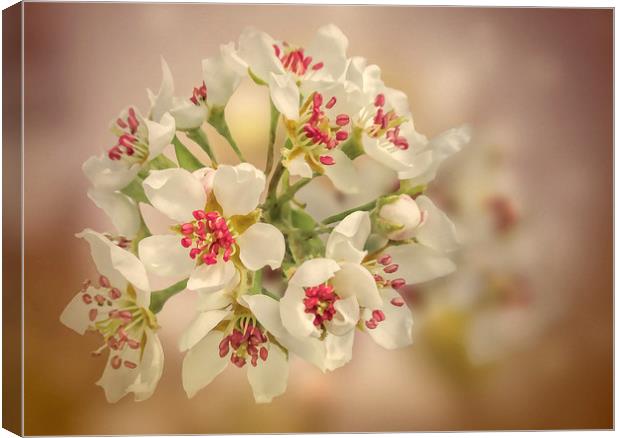 Pear blossom Canvas Print by Valerie Anne Kelly