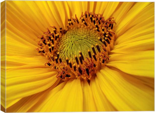  Sunflower heart Canvas Print by Valerie Anne Kelly