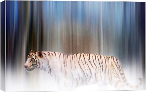 Tiger in the mist Canvas Print by Valerie Anne Kelly