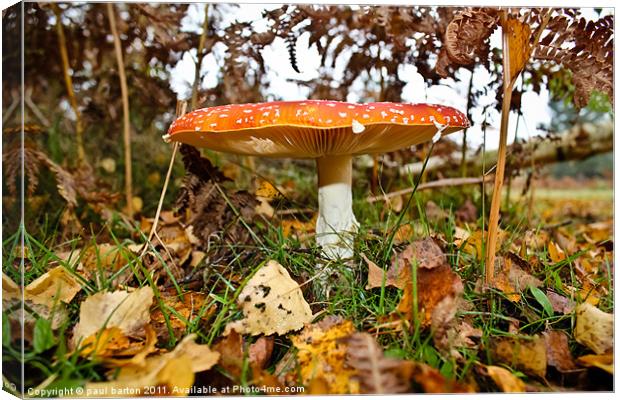 He is a FUNGI Canvas Print by paul barton
