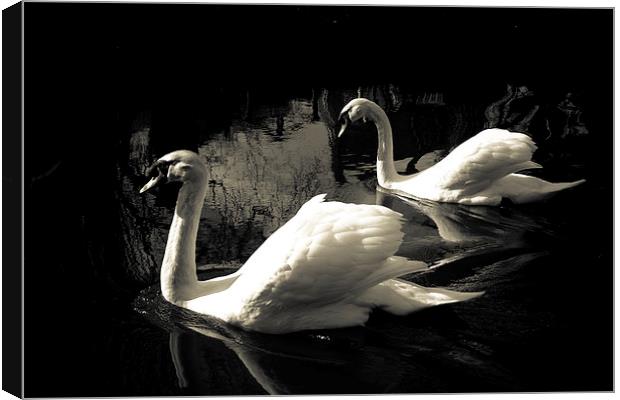 PAIRED SWANS Canvas Print by paul barton