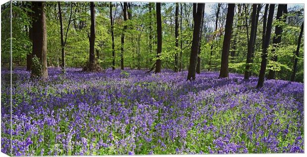  Bluebell Wood Canvas Print by paula smith
