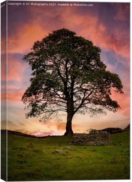 Sycamore Gap Tree  Canvas Print by K7 Photography