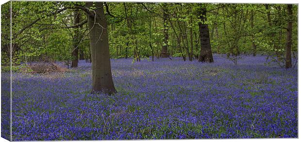 Enchanted Bluebell Wonderland Canvas Print by K7 Photography