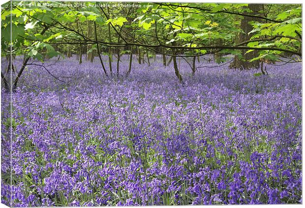 Enchanted Bluebell Forest Canvas Print by K7 Photography