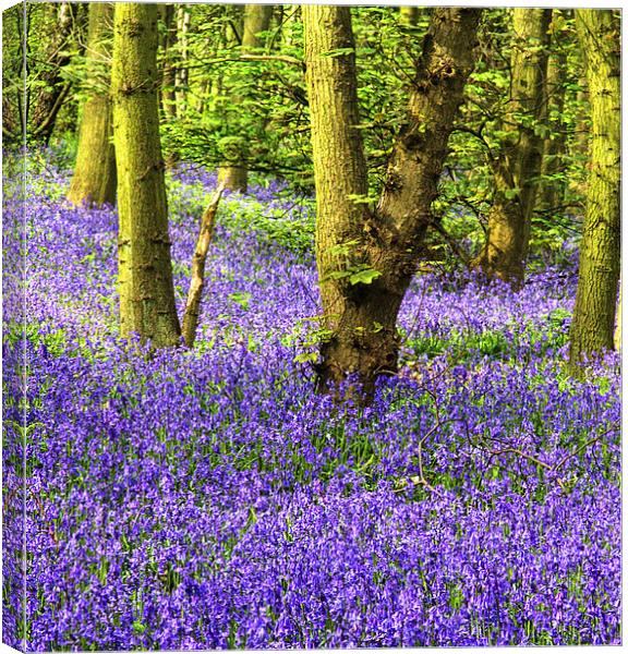 Enchanting Bluebell Woods Canvas Print by K7 Photography