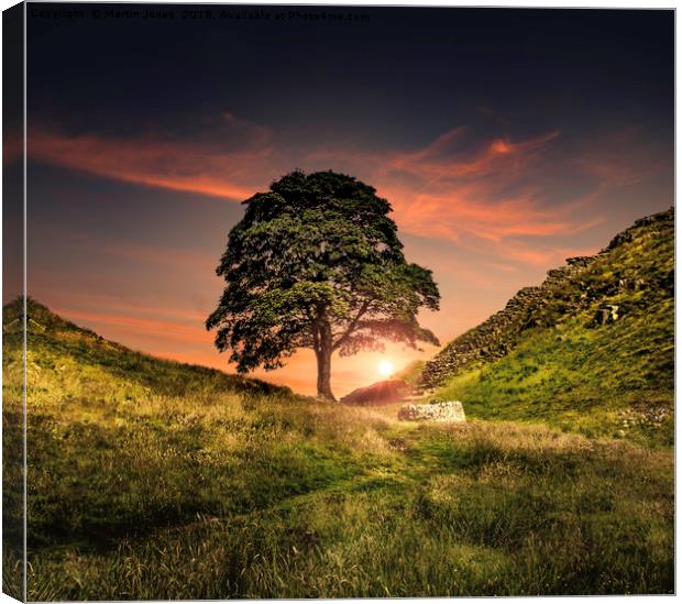 The Sycamore Gap Canvas Print by K7 Photography
