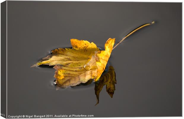 Floating Leaf Canvas Print by Nigel Bangert