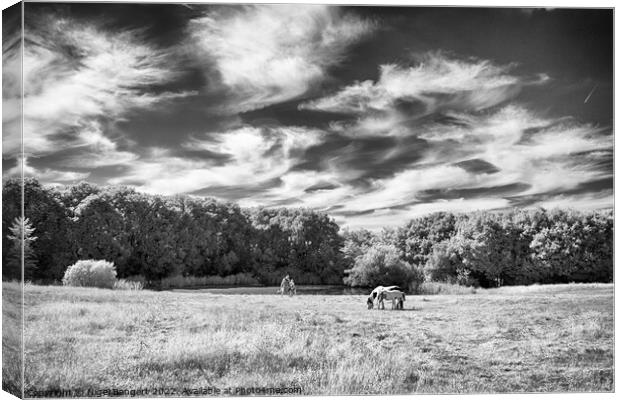 Harlow Common Canvas Print by Nigel Bangert